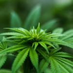 A Cannabis Plant
